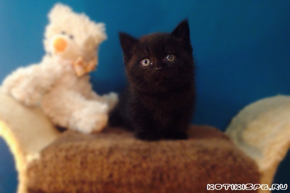 ����������� ��������������� ��������� (�������-������)