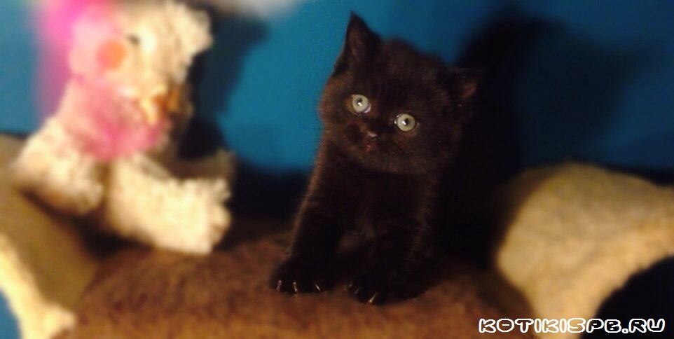 ����������� ��������������� ��������� (�������-������)