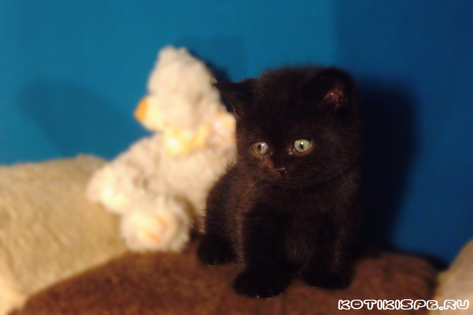 ����������� ��������������� ��������� (�������-������) �� ��������� ����� "babyface" 