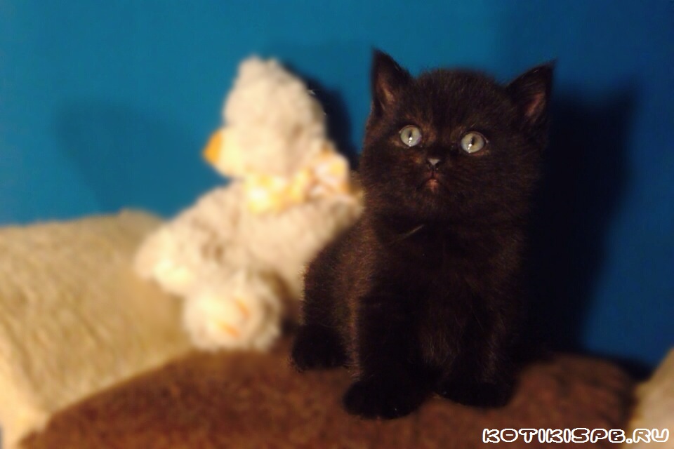 ����������� ��������������� ��������� (�������-������) �� ��������� ����� "babyface" 