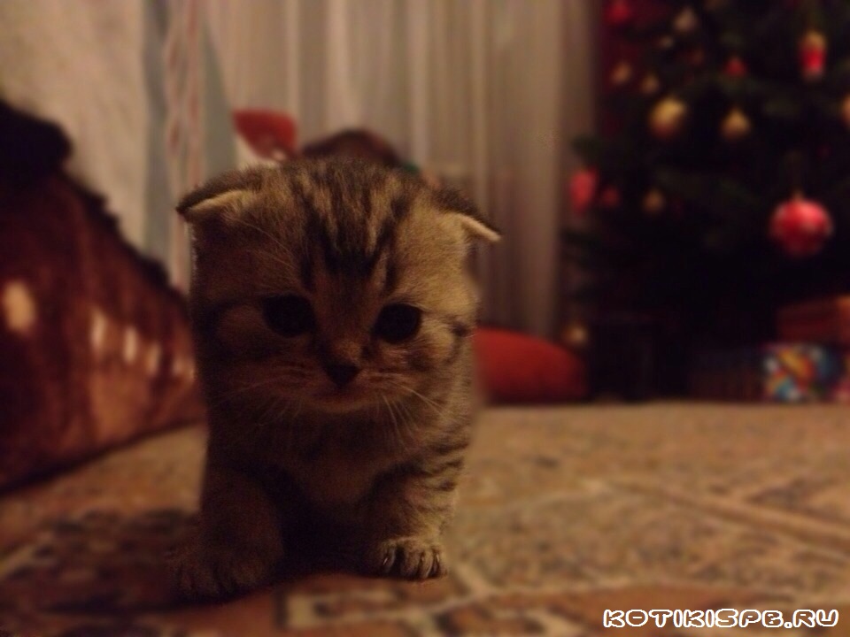 ����������� ��������������� ��������� (�������-������) �� ��������� ����� "babyface" 