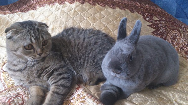 ����������� ��������������� ��������� (�������-������) �� ��������� ����� "babyface" 