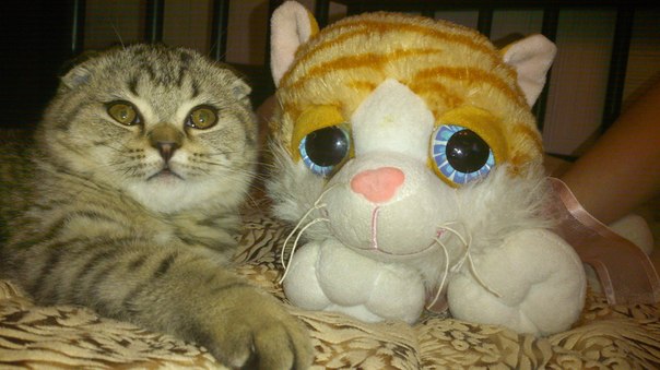 ����������� ��������������� ��������� (�������-������) �� ��������� ����� "babyface" 