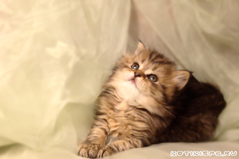 ����������� ��������������� ��������� (�������-������) �� ��������� ����� "babyface" 