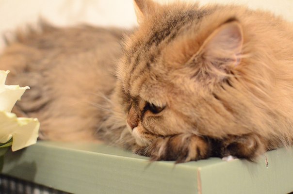 ����������� ��������������� ��������� (�������-������) �� ��������� ����� "babyface" 