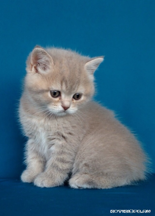 ����������� ��������������� ��������� (�������-������) �� ��������� ����� "babyface" 