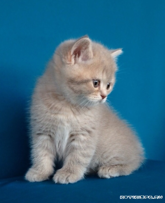 ����������� ��������������� ��������� (�������-������) �� ��������� ����� "babyface" 