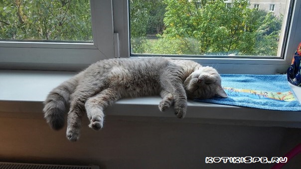 ����������� ��������������� ��������� (�������-������) �� ��������� ����� "babyface" 