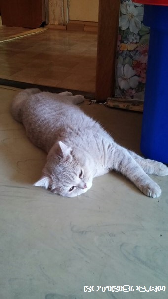 ����������� ��������������� ��������� (�������-������) �� ��������� ����� "babyface" 