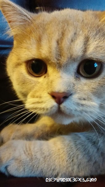 ����������� ��������������� ��������� (�������-������) �� ��������� ����� "babyface" 