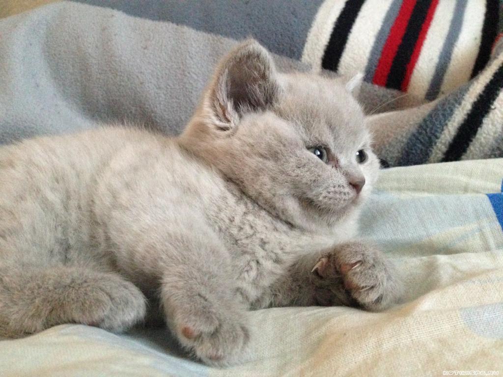 ����������� ��������������� ��������� (�������-������) �� ��������� ����� "babyface" 