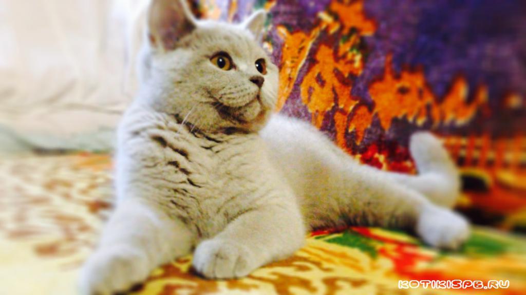 ����������� ��������������� ��������� (�������-������) �� ��������� ����� "babyface" 