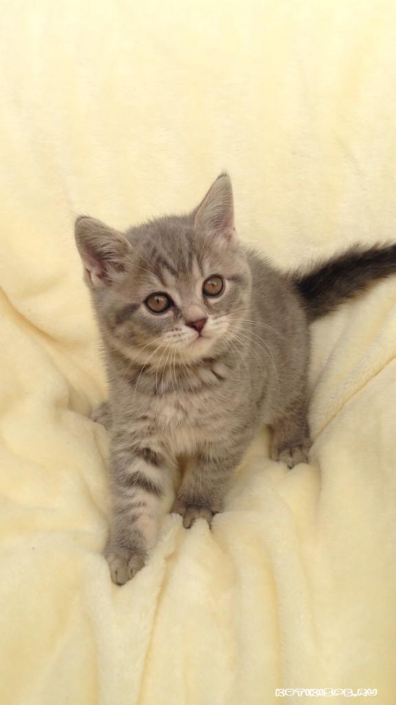 ����������� ��������������� ��������� (�������-������) �� ��������� ����� "babyface" 