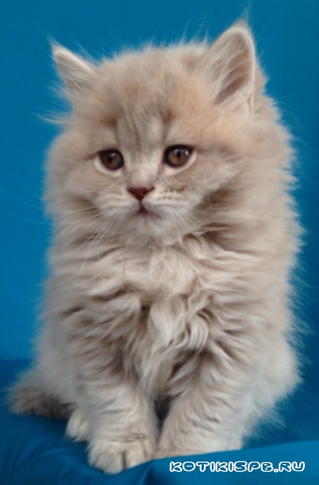 ����������� ��������������� ��������� (�������-������) �� ��������� ����� "babyface" 