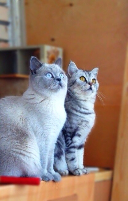 ����������� ��������������� ��������� (�������-������) �� ��������� ����� "babyface" 