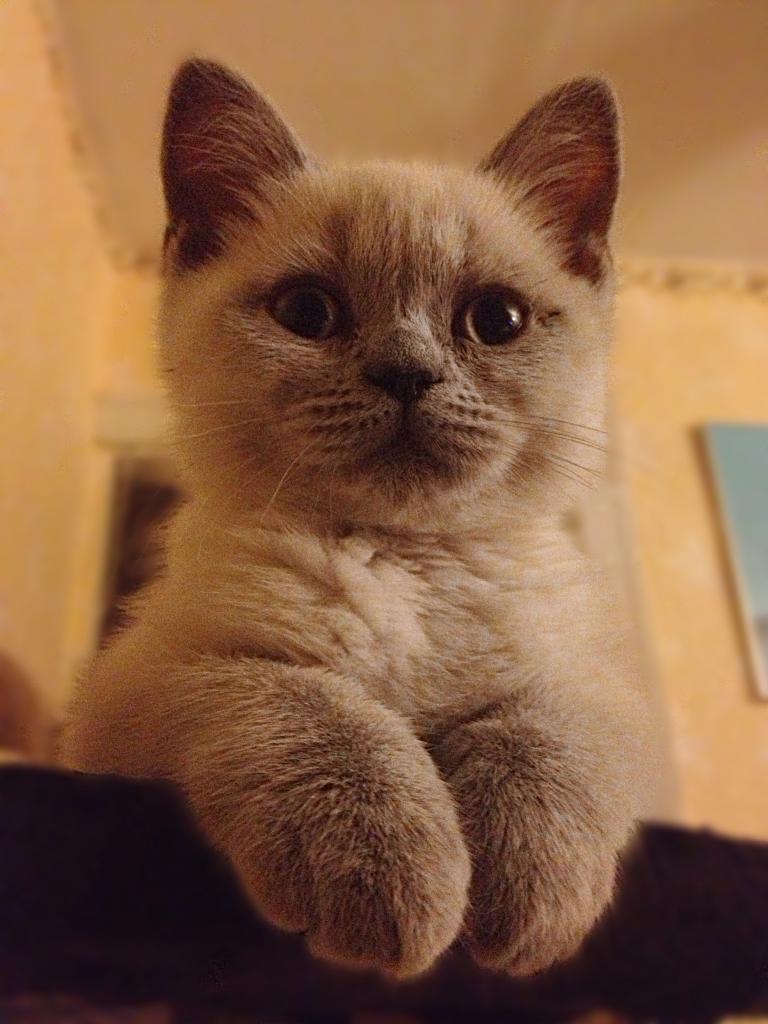 ����������� ��������������� ��������� (�������-������) �� ��������� ����� "babyface" 