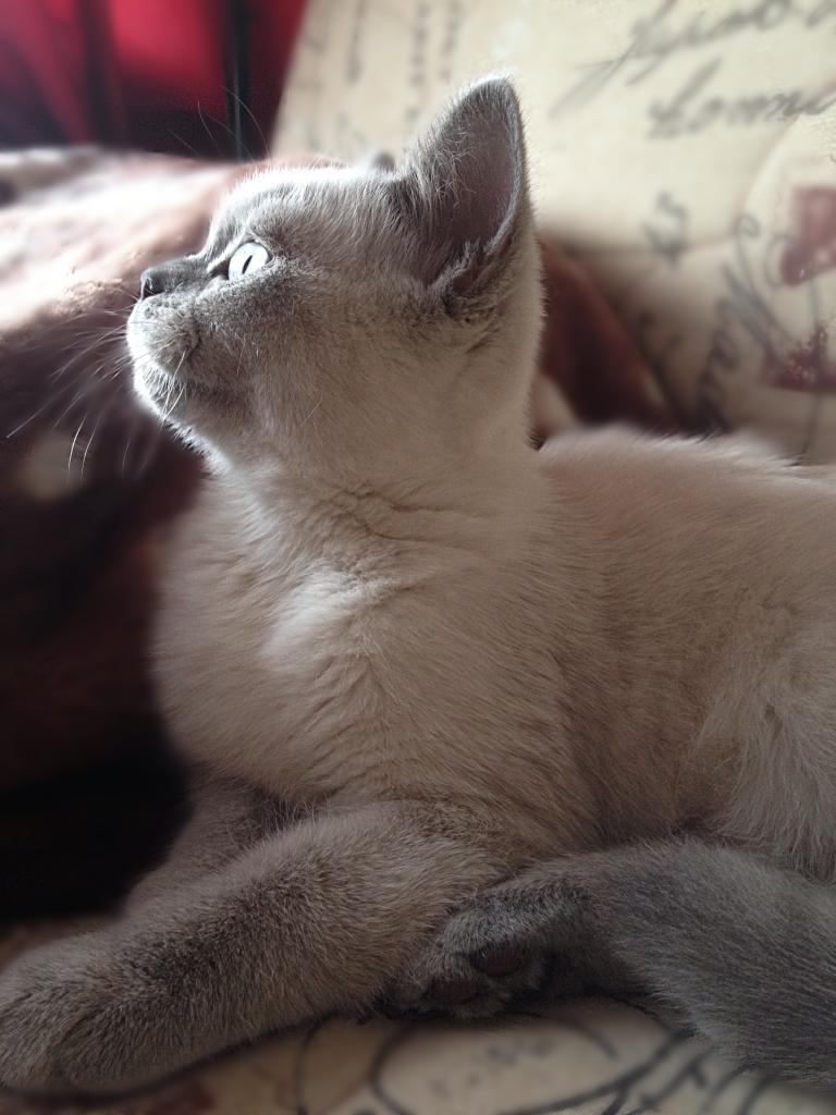 ����������� ��������������� ��������� (�������-������) �� ��������� ����� "babyface" 