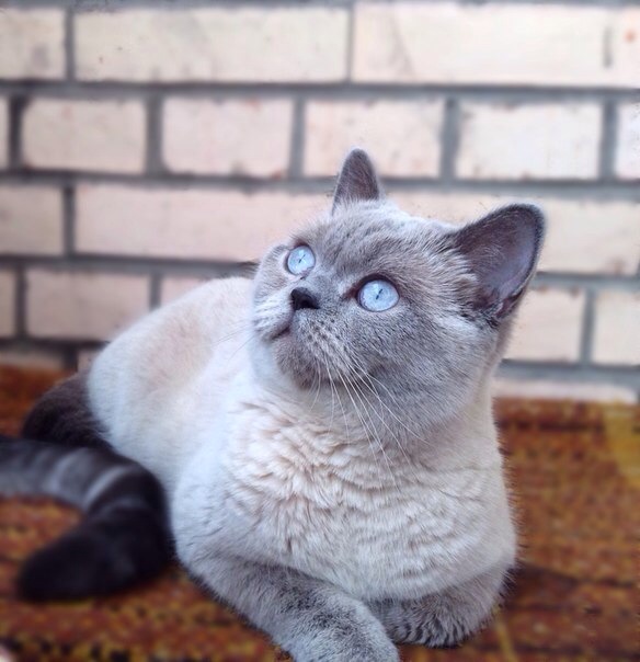 ����������� ��������������� ��������� (�������-������). ��������