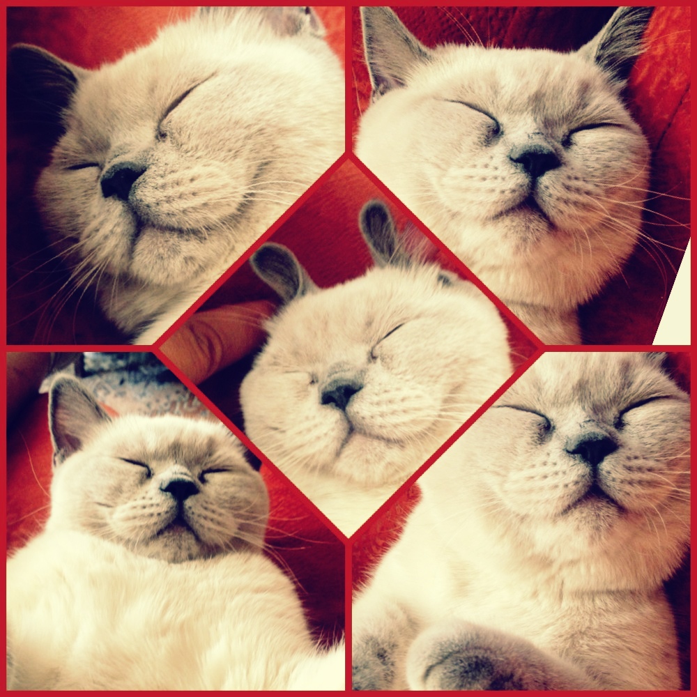 ����������� ��������������� ��������� (�������-������). ��������