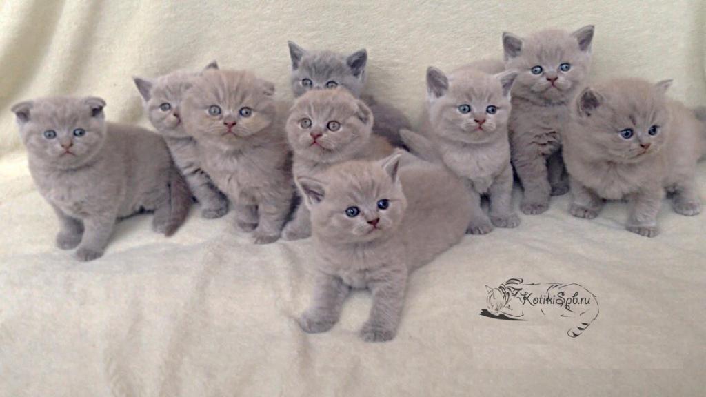 ����������� ��������������� ��������� (�������-������) �� ��������� ����� "babyface" 