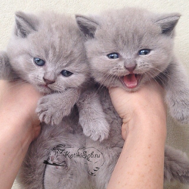 ����������� ��������������� ��������� (�������-������) �� ��������� ����� "babyface" 