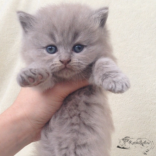 ����������� ��������������� ��������� (�������-������) �� ��������� ����� "babyface" 