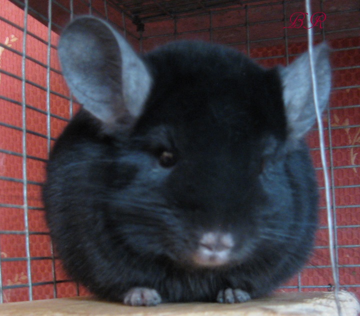 �������� ������������� (��������� ��������) �� ��������� �������� Br Chinchillas