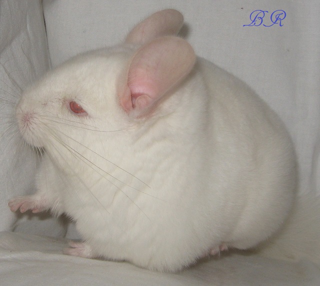 �������� ������������� (��������� ��������) �� ��������� �������� Br Chinchillas