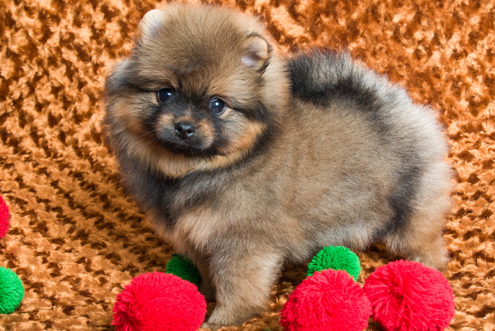 ����������� ����. ��������