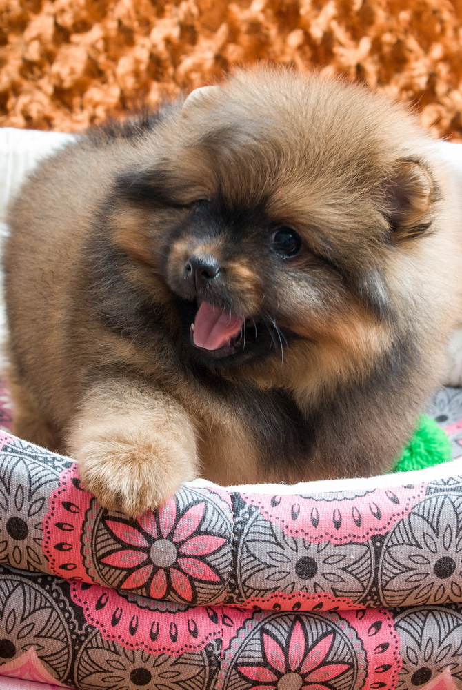 ����������� ����. ��������