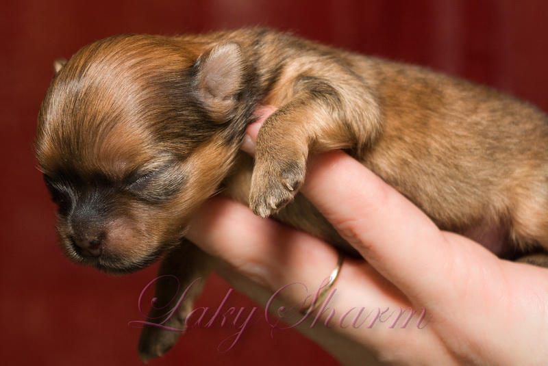 ����������� ����. ��������