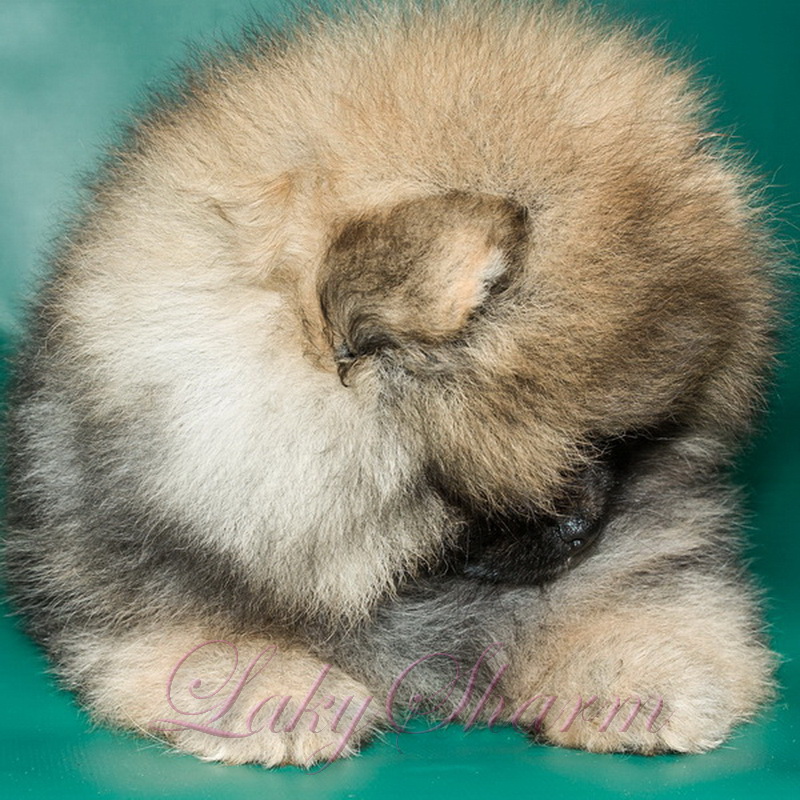 ����������� ����. ��������