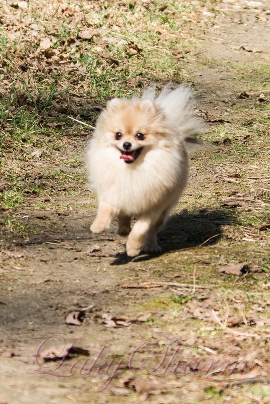 ����������� ����. ��������