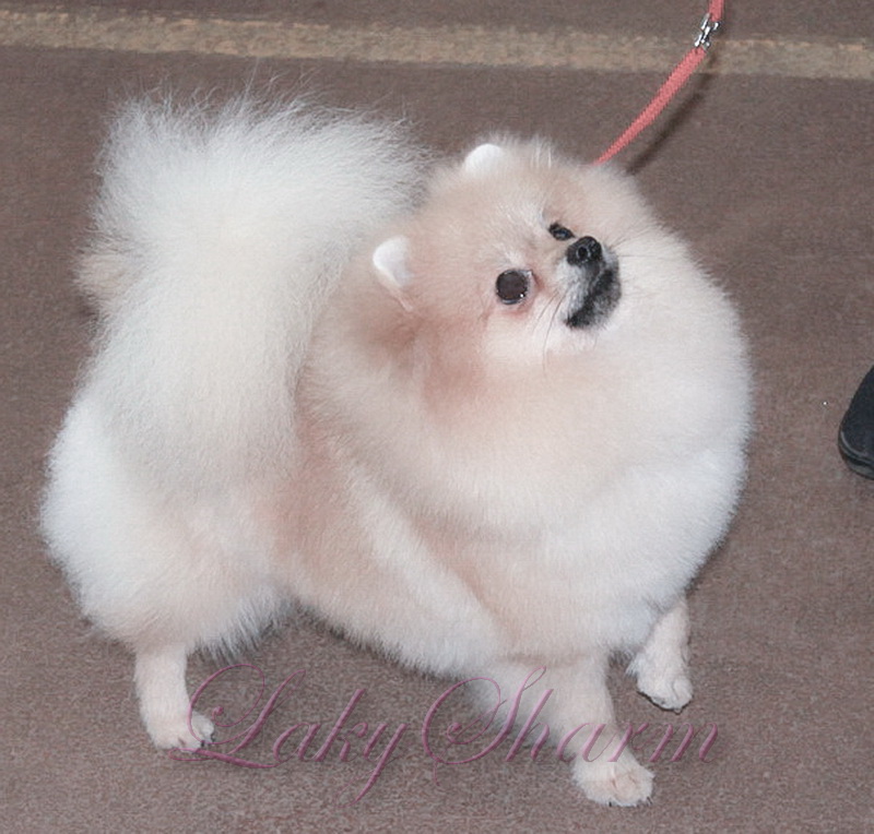 ����������� ����. ��������