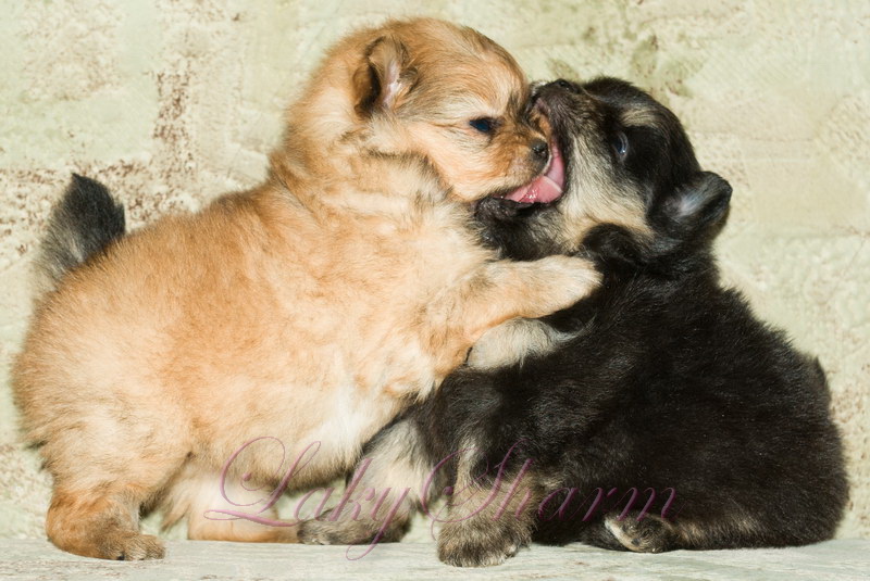 ����������� ����. ��������