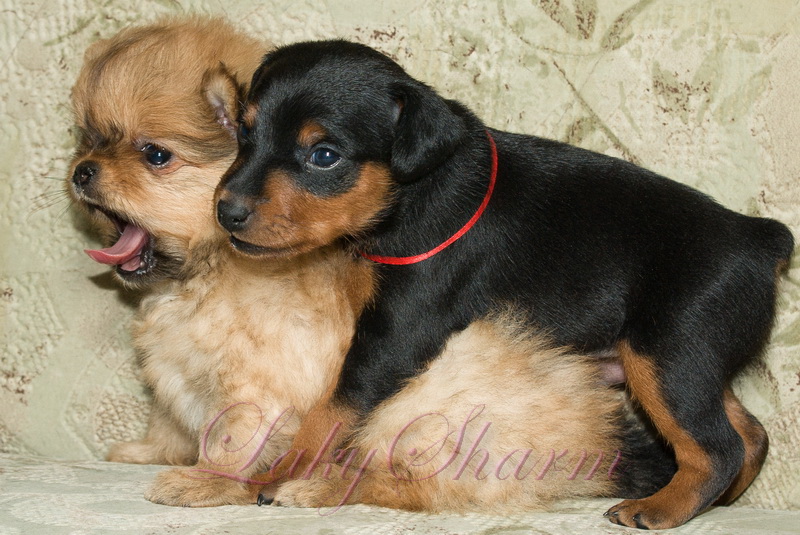 ����������� ����. ��������