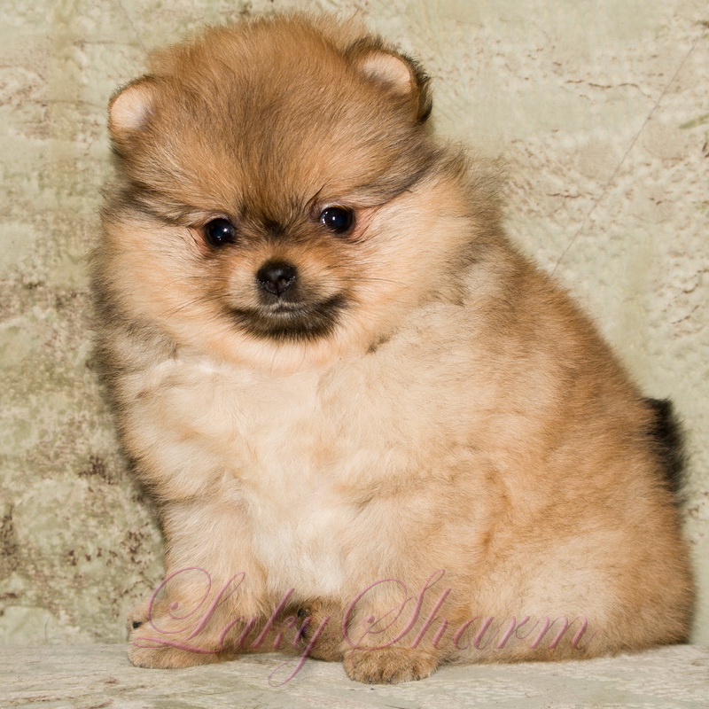 ����������� ���� �� ��������� ����� Laky Sharm