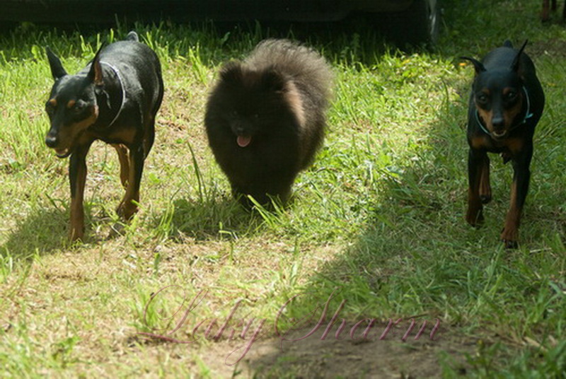 ����������� ���� �� ��������� ����� Laky Sharm