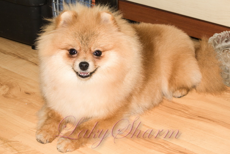 ����������� ���� �� ��������� ����� Laky Sharm