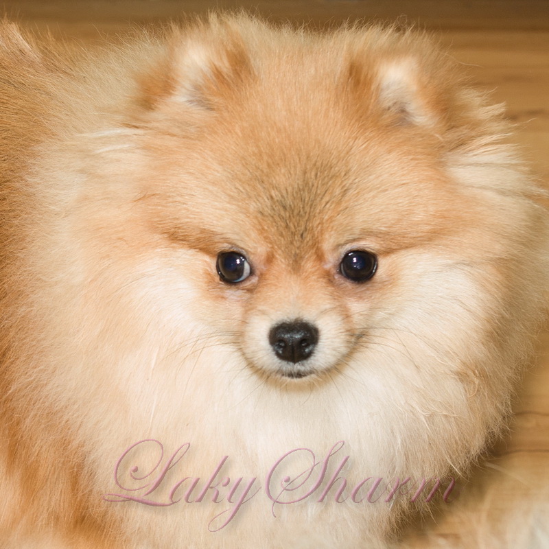 ����������� ���� �� ��������� ����� Laky Sharm