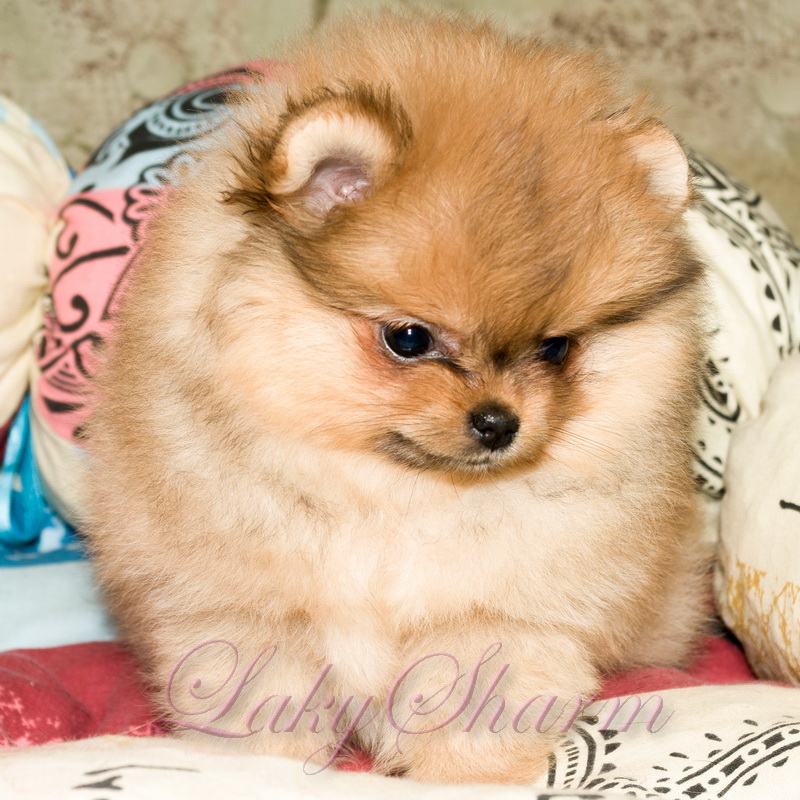 ����������� ���� �� ��������� ����� Laky Sharm