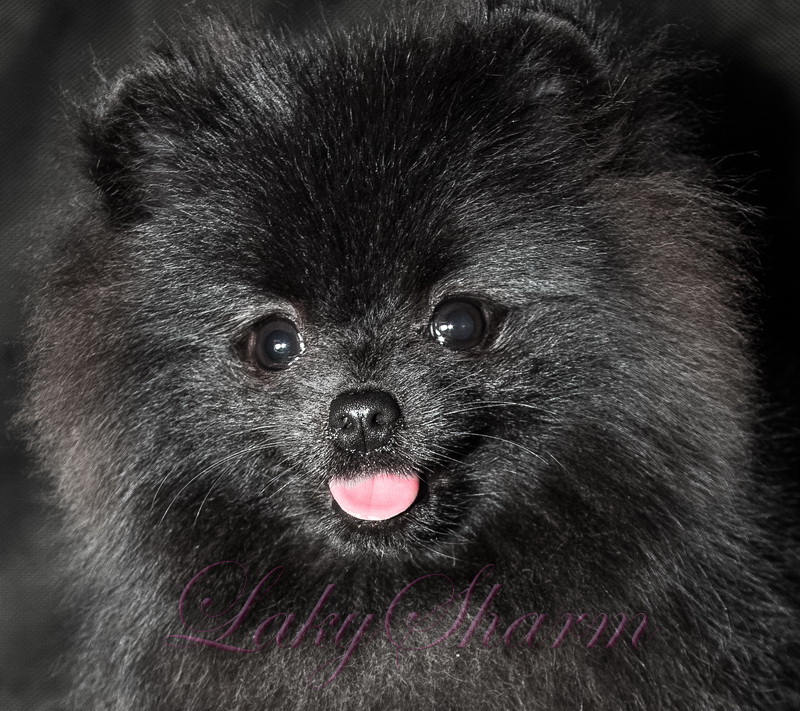 ����������� ���� �� ��������� ����� Laky Sharm