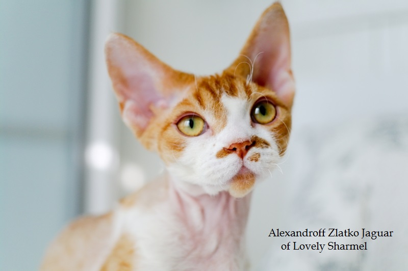 �����-����