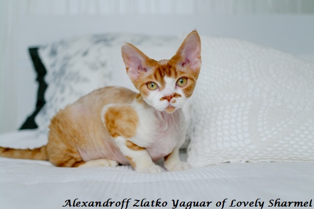 �����-����