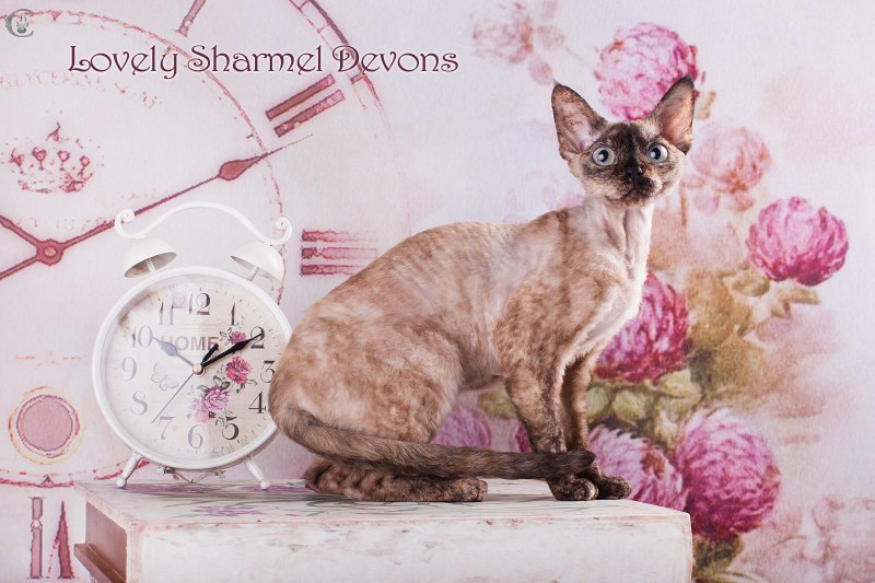 �����-����