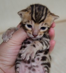 ����������� �����. ��������