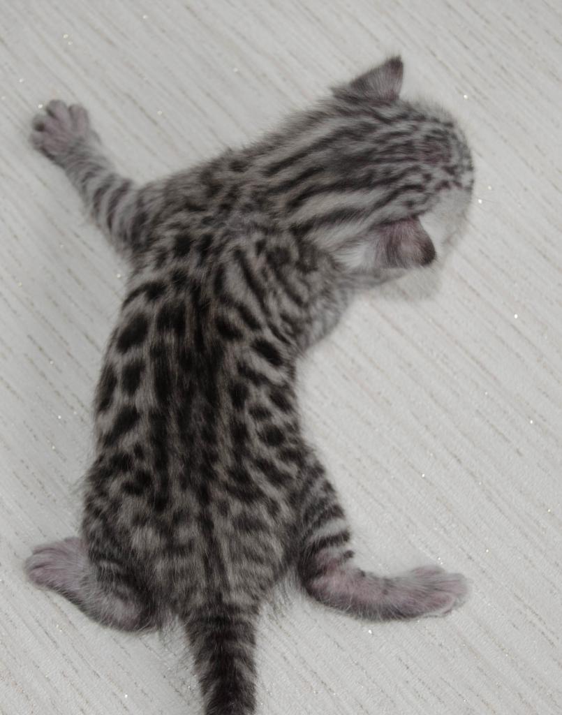 ����������� �����. ��������