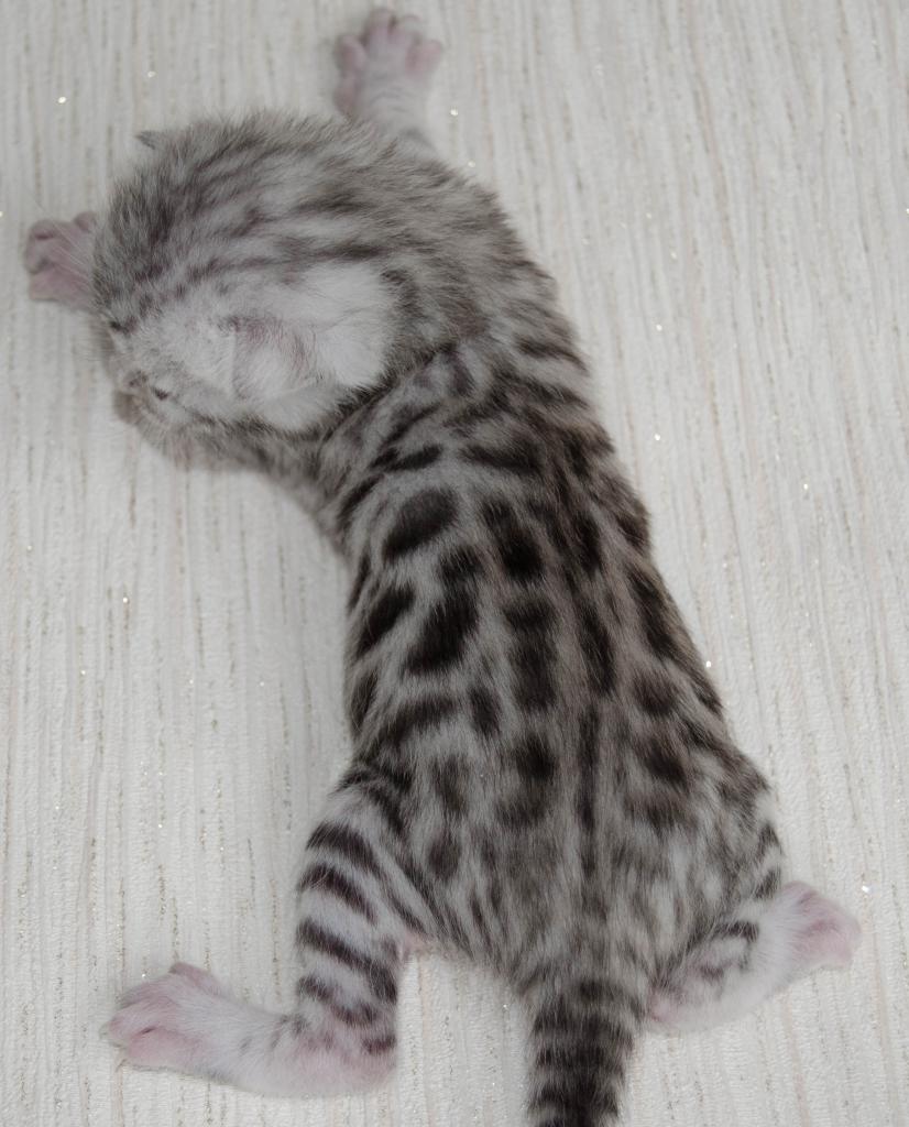 ����������� �����. ��������