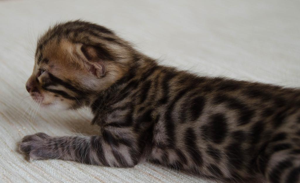 ����������� �����. ��������