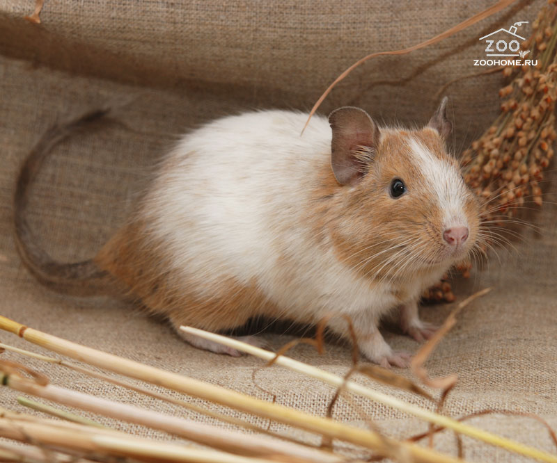 ����. ��������